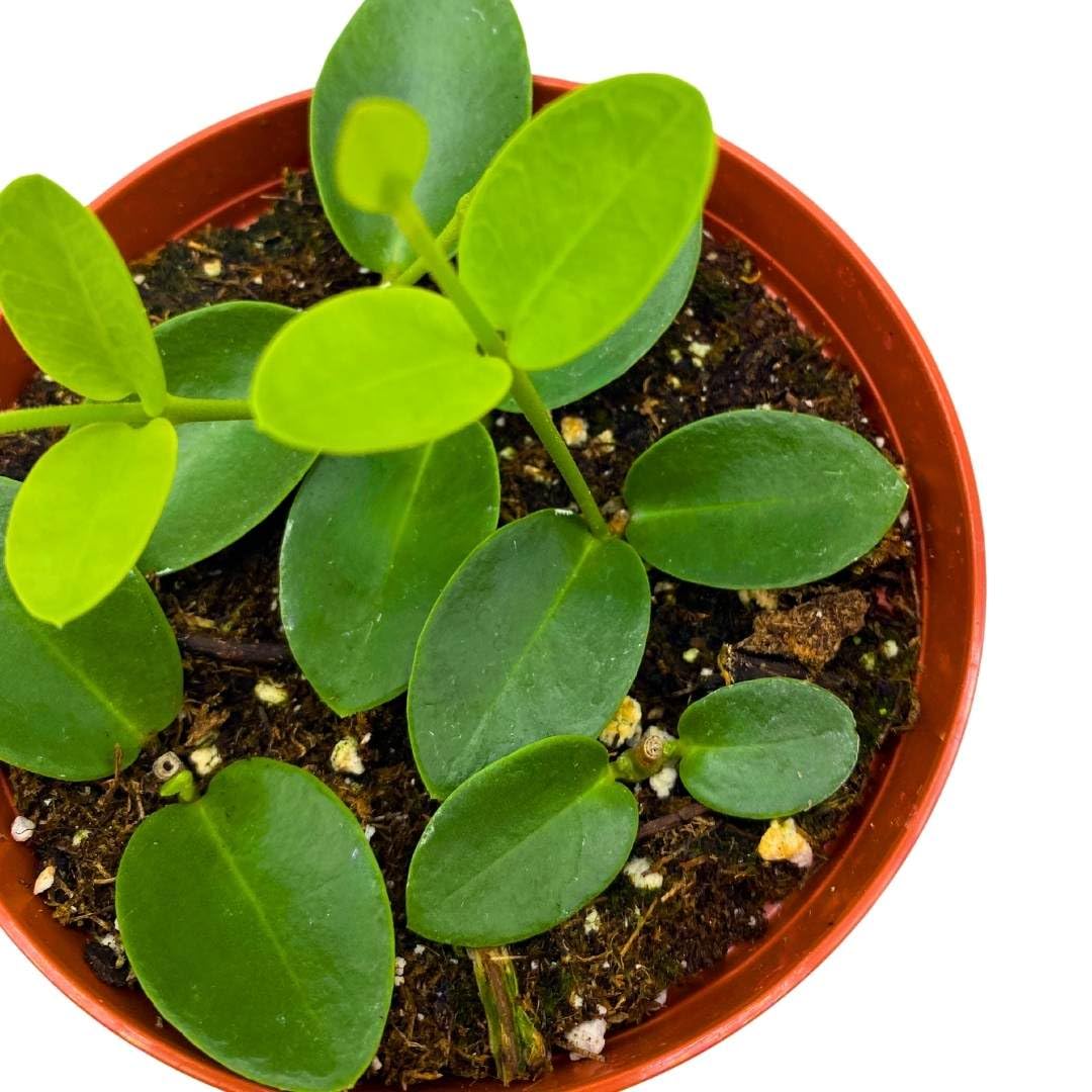 Hoya cumingiana in a 4 inch Pot Small Leaf Wax Plant