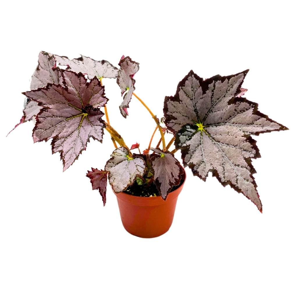 Begonia Sierra Silver Mist, 4 inch Gray Silver Black Edge Rhizomatous Rhizo