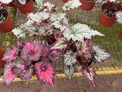 BubbleBlooms Harmony's Large Begonia Variety Assortment, 3 Different Begonia Rex in a 6 inch Pot, Begonia rex