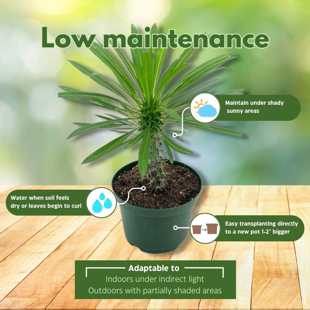 BubbleBlooms Madagascar Palm Pachypodium Geayi, 6 inch