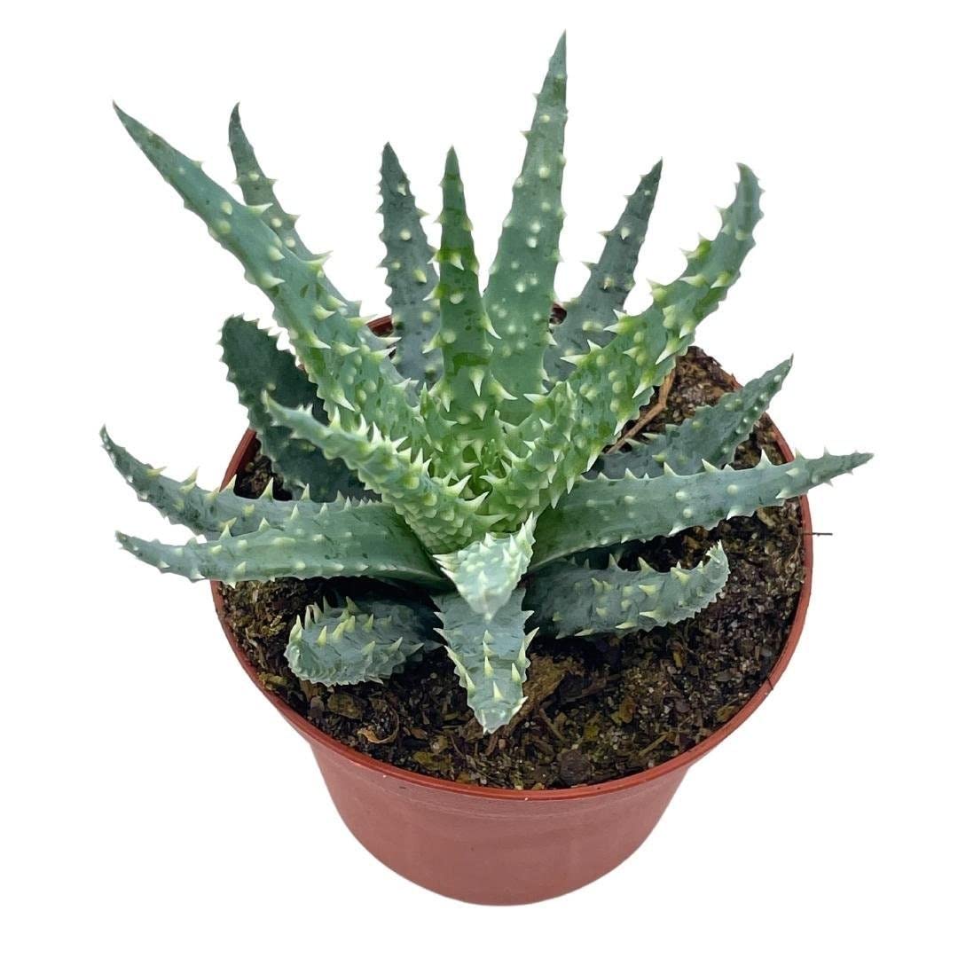 Aloe humilis, 3 inch, Spider Aloe, Dwarf Hedgehog Lace Aloe, Rare Exotic Haworthia