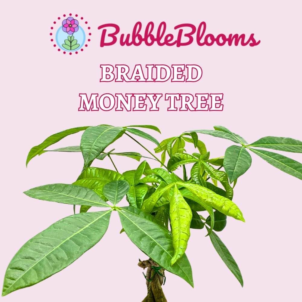 BubbleBlooms Braided Money Tree Pachira aquatica in a 6 inch Pot Water Chestnut Plant