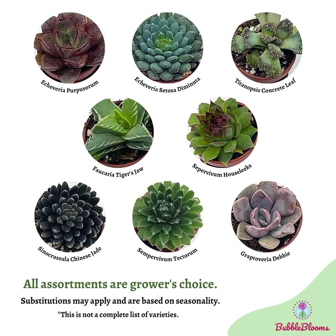 BubbleBlooms Teacup Succulent Assortment, 10 Different Plants, in 1 inch pots with Saucers