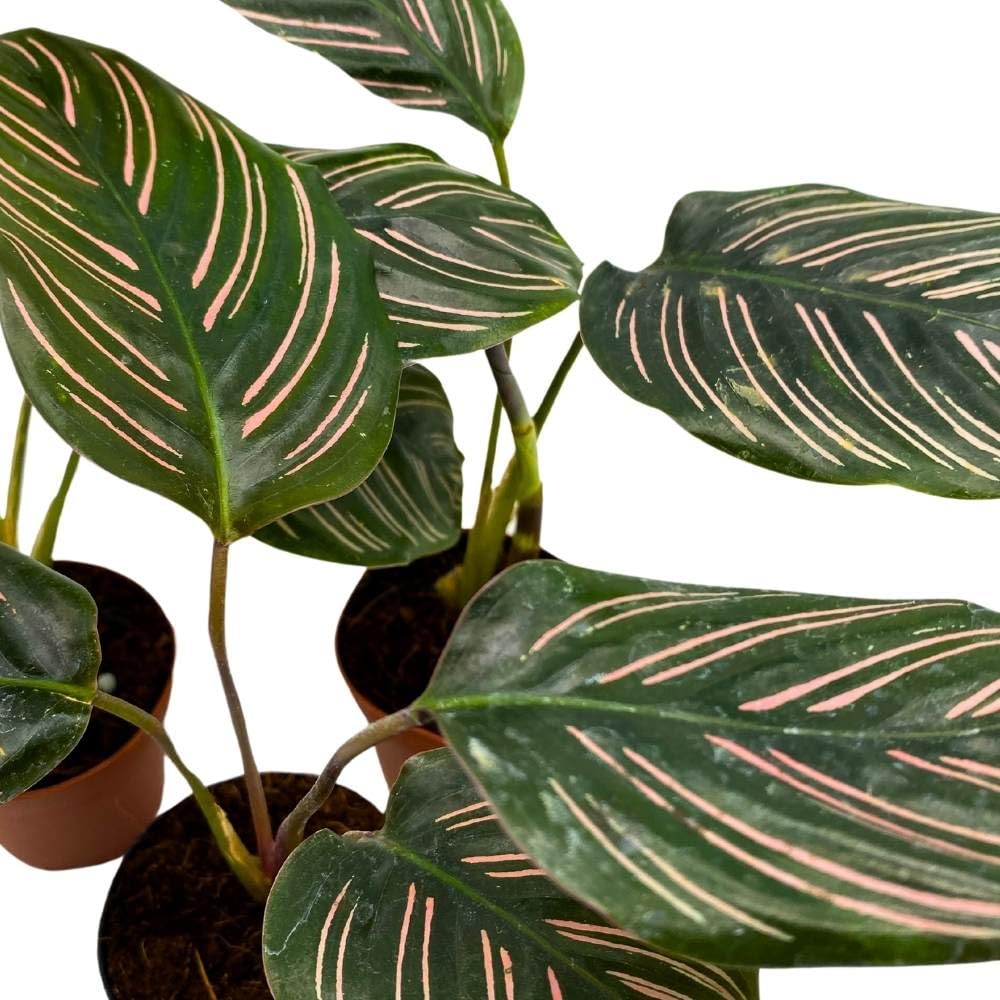 BubbleBlooms Calathea Ornata Pinstripe 2 inch Set of 3 Prayer Plant Tiny Mini Pixie Plants