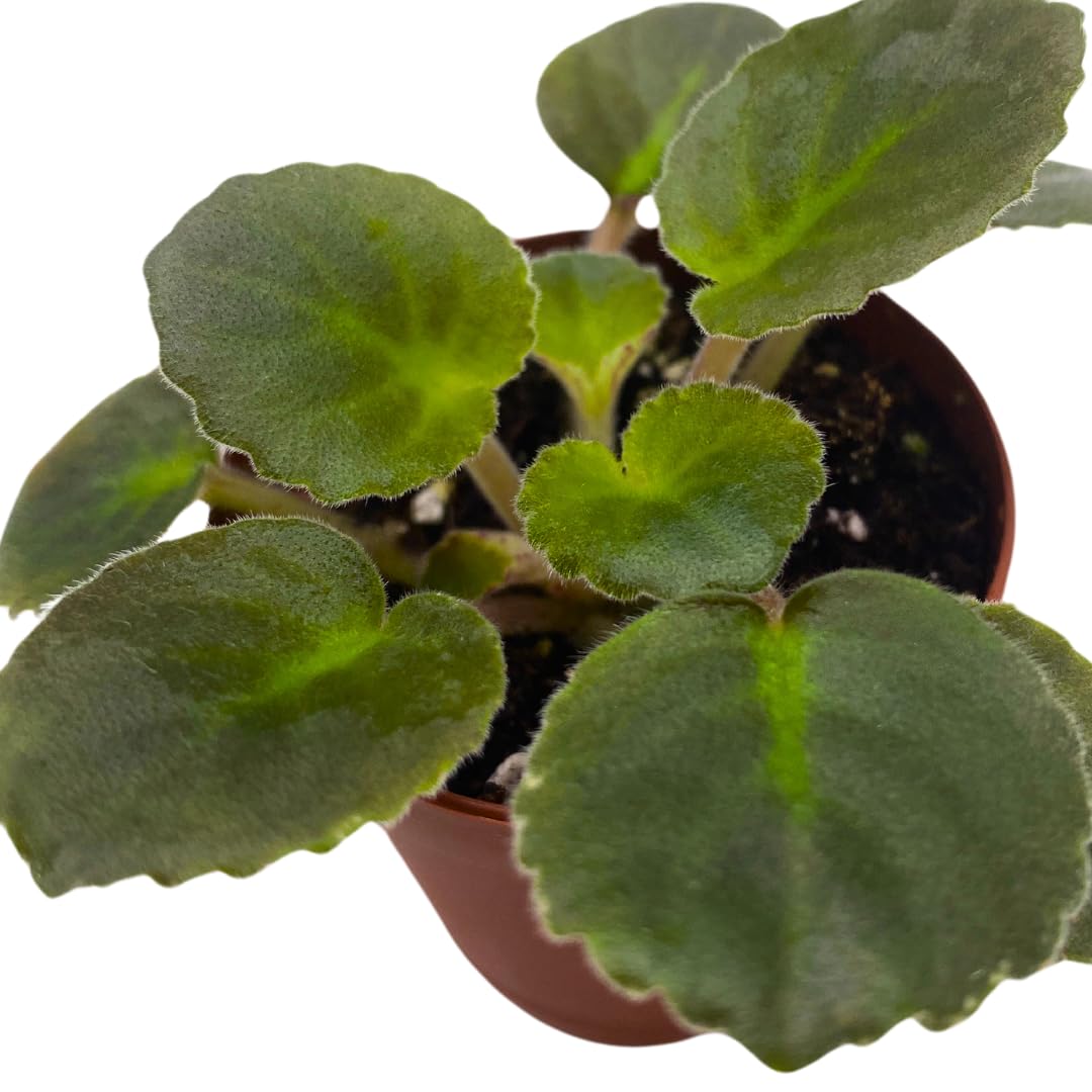 Harmony Foliage Mini African Violet Harmony's Golden Dawn, 2 inch Purple Flower