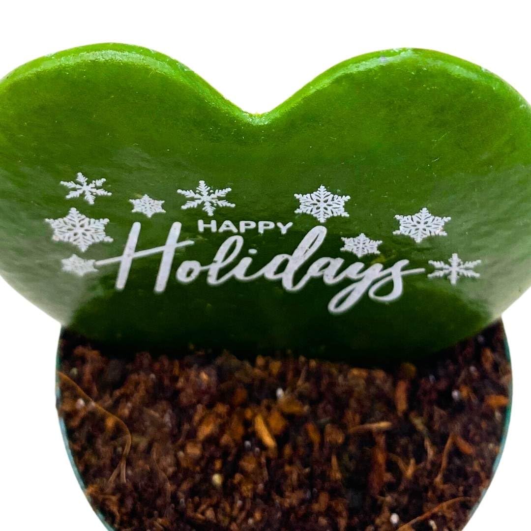 BubbleBlooms Happy Holidays Hoya Kerrii Heart with Holiday Greeting Message in a 2 inch Pot