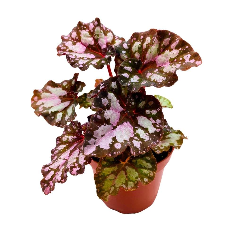 Harmony's Twisted Sister Begonia Rex, 4 inch Pink Blush with Spotty White Dots