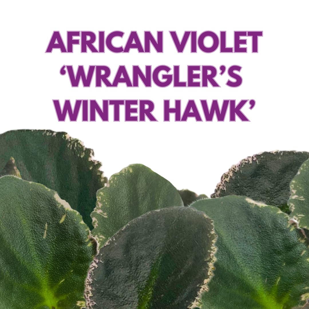 Harmony Foliage African Violet Wrangler's Winter Hawk Variegated 4 inch Purple Flower