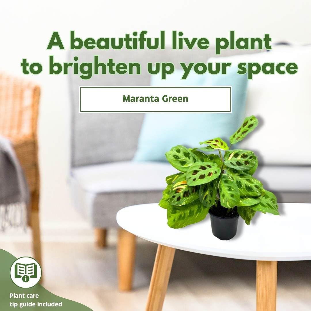 BubbleBlooms Maranta Green, 4 inch Rabbit Tracks, Kerchoveana Leuconeura Green Prayer Plant