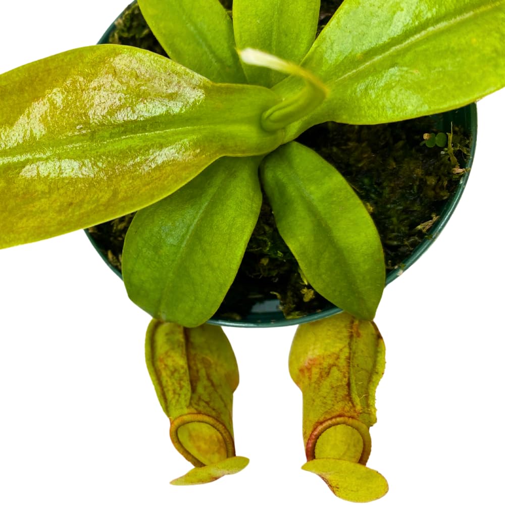 BubbleBlooms Carnivorous Plant Winged Pitcher Nepenthes Gaya in a 3 inch Pot