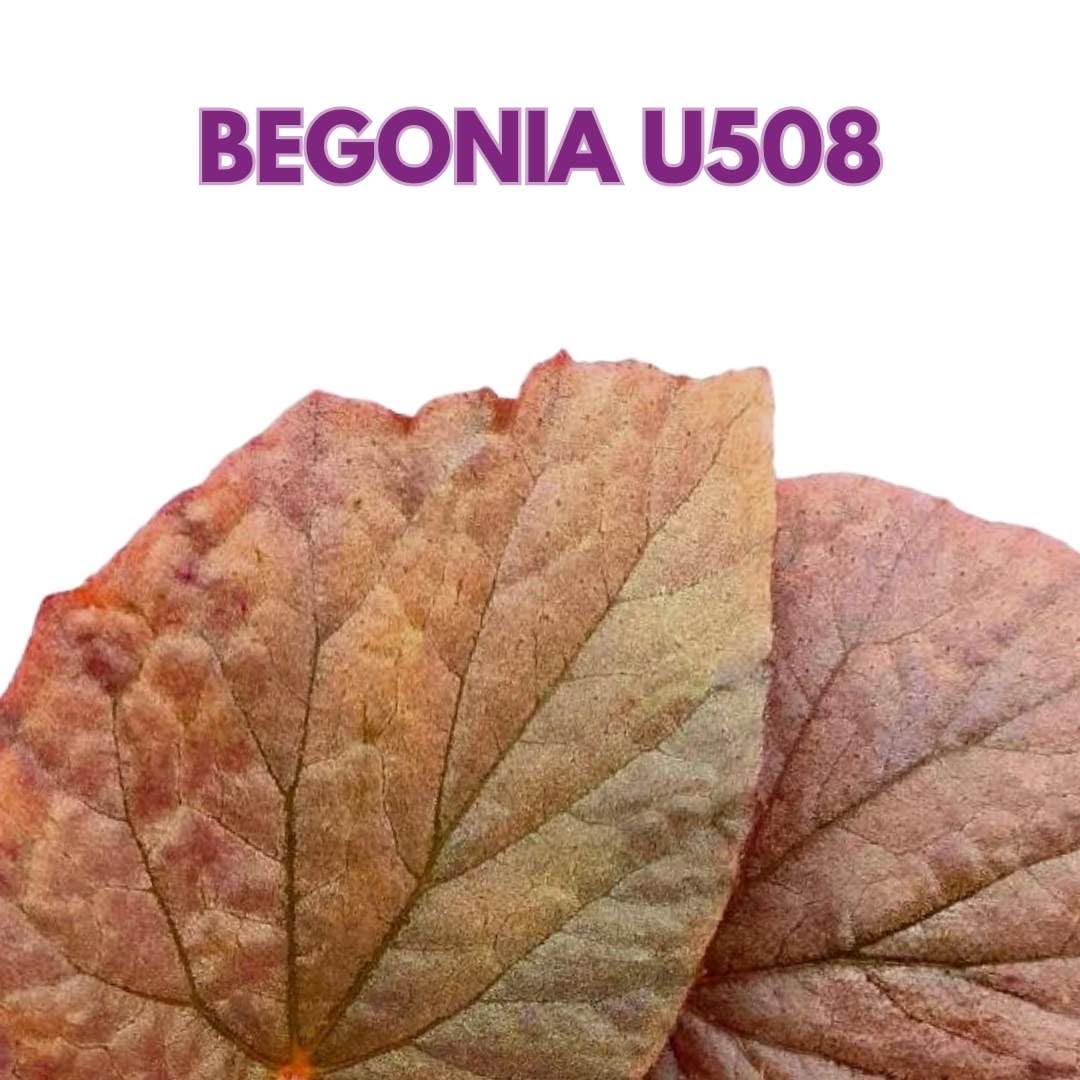 Harmony Foliage Begonia U508 4 inch Rhizomatous