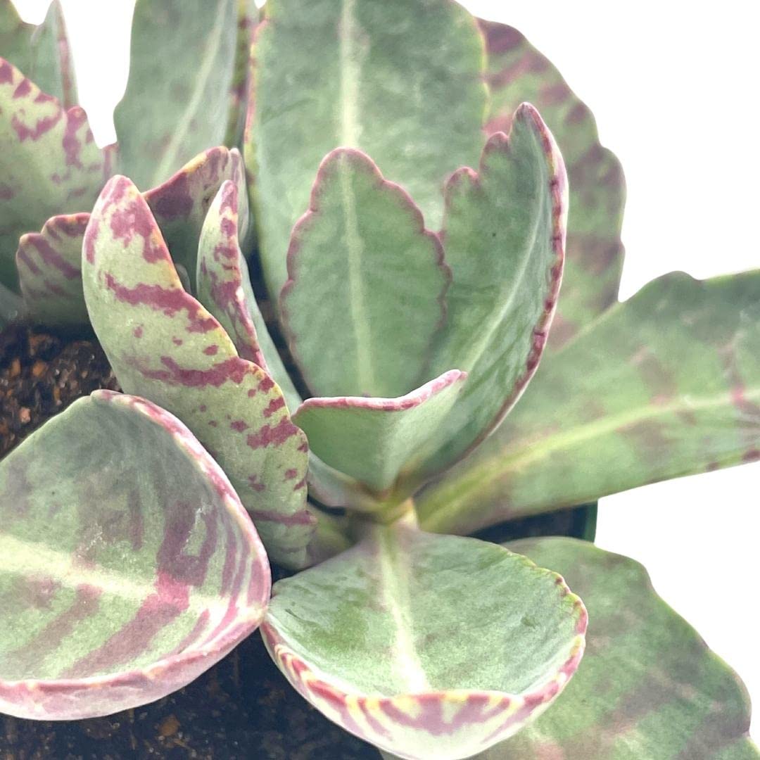 Kalanchoe Humilis, Desert Surprise, Variegated Donkey Ears Plant, Kalanchoe gastonis-bonnieri Purple