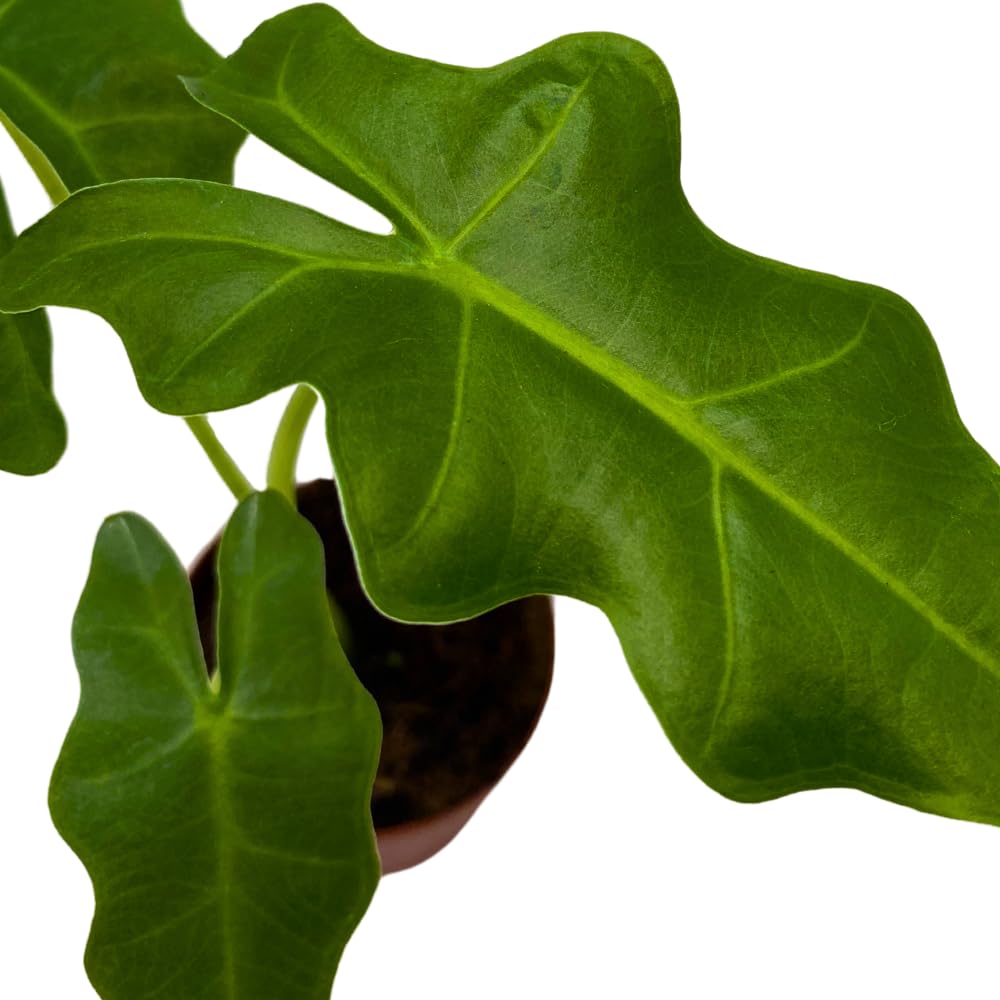BubbleBlooms Alocasia Portei in a 2 inch Pot Tiny Minie Pixie Plant