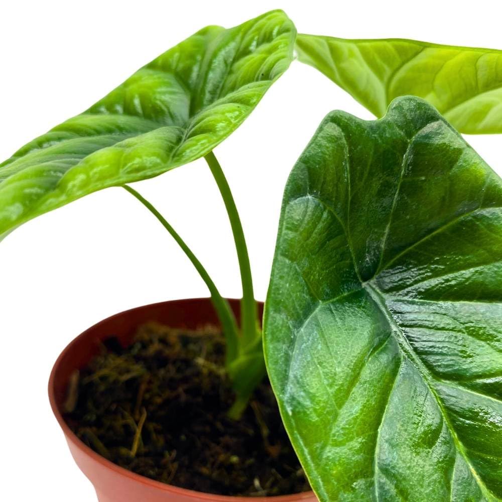 BubbleBlooms Alocasia Mirror Face sinuata in a 4 inch Pot