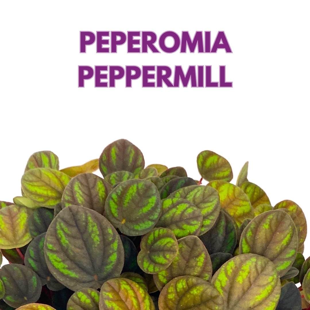 Peperomia Peppermill in a 6 inch Pot