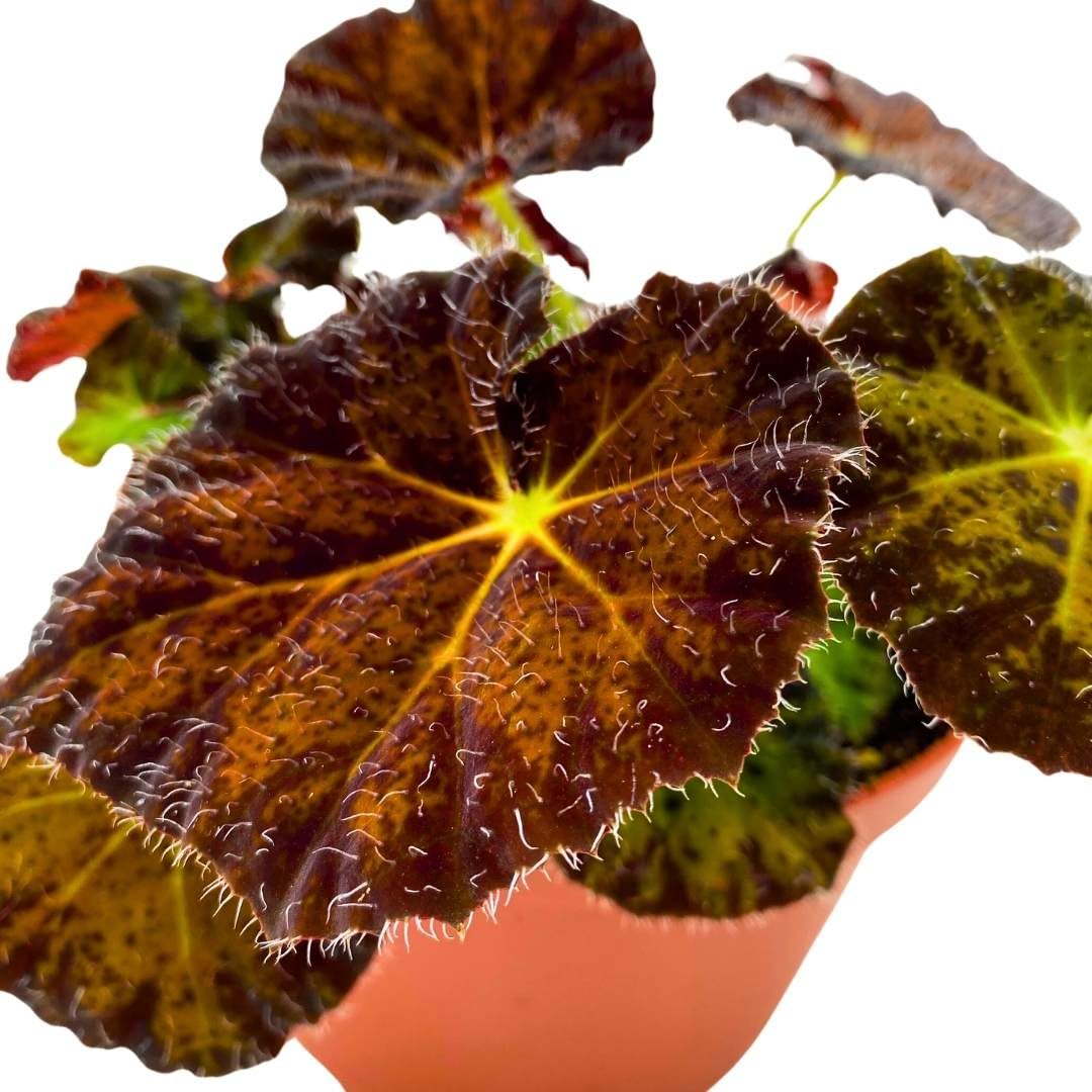 Harmony Foliage Begonia Night Eyes 4 inch Rhizomatous