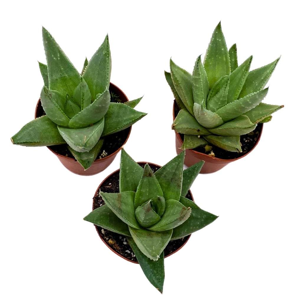 Haworthia Savanna White Beauty, 2 inch Set of 3, Rare Aloe Succulent Tiny Mini Pixie Plant