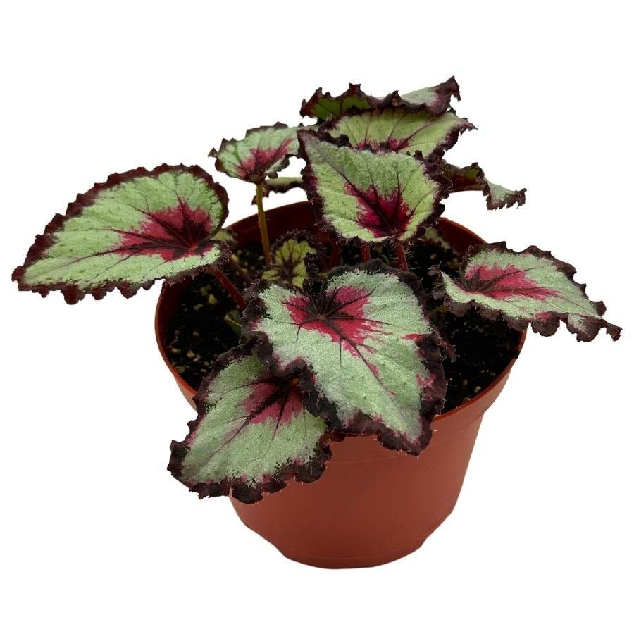 Harmony's Bullseye Begonia, in a 6 inch Pot,  Begonia rex