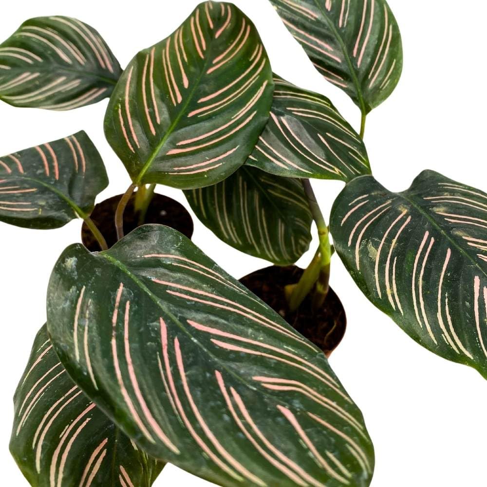 BubbleBlooms Calathea Ornata Pinstripe 2 inch Set of 3 Prayer Plant Tiny Mini Pixie Plants