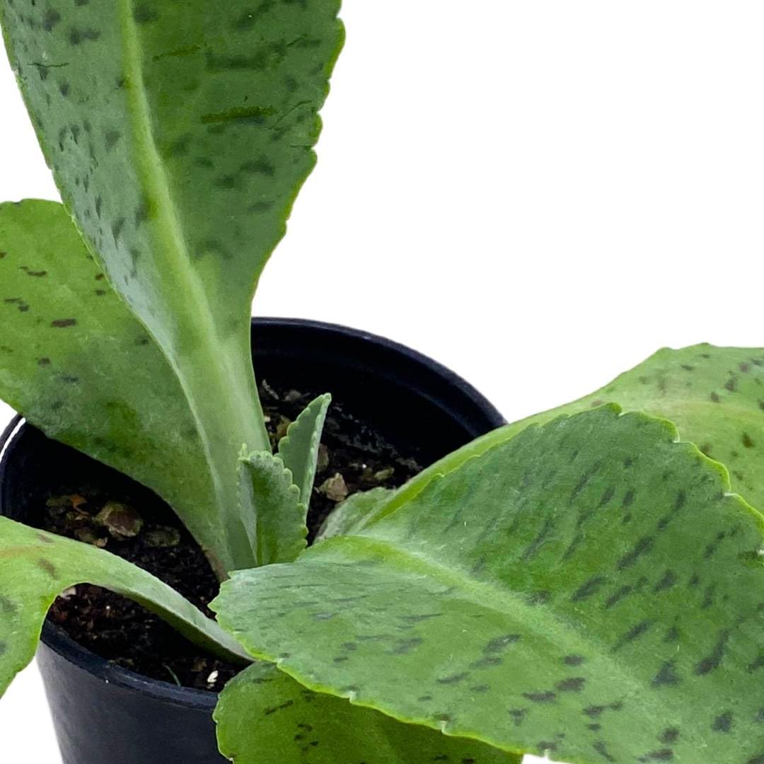 BubbleBlooms Kalanchoe Donkey Ears in a 4 inch Pot gastonis-bonnieri Mother of Millions