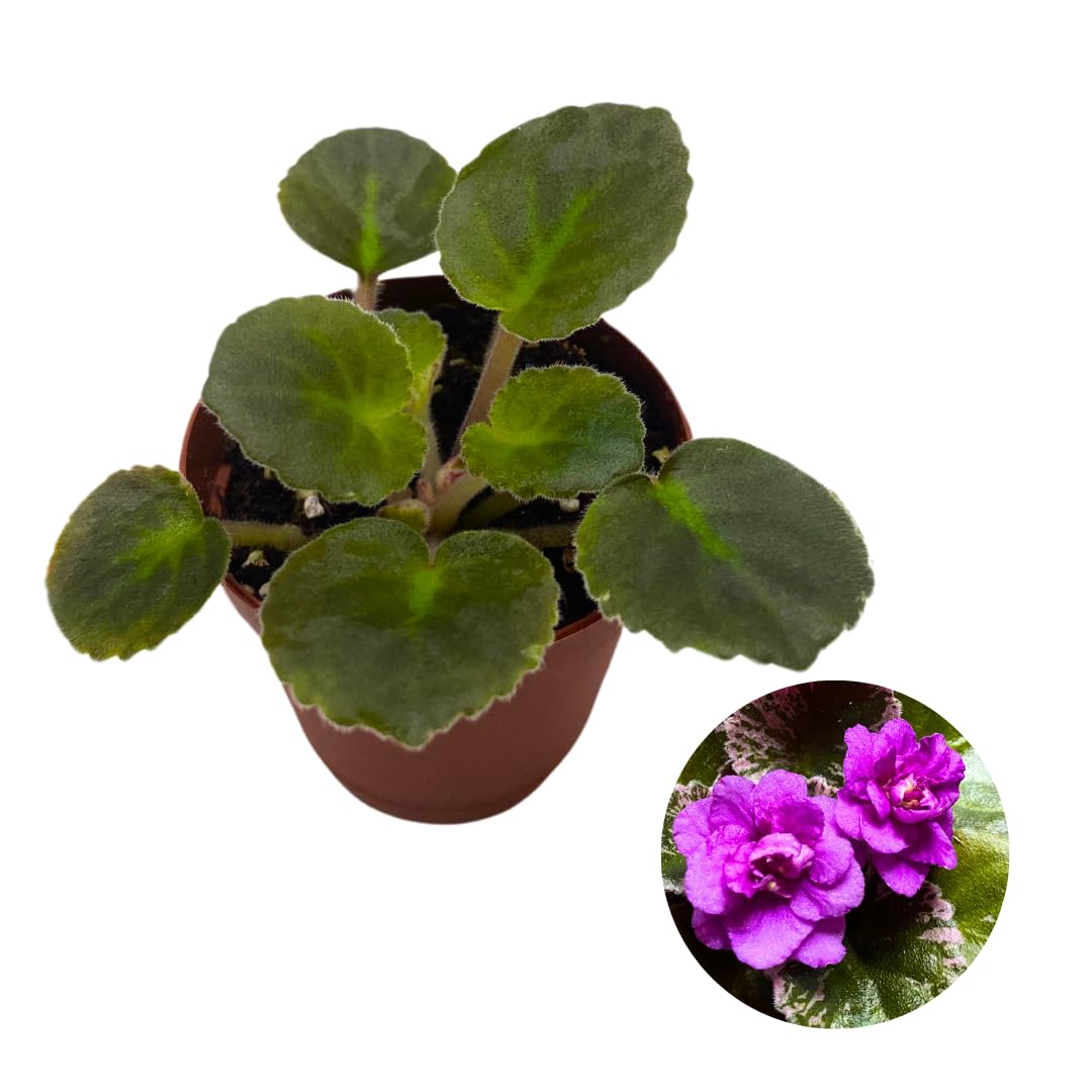 Harmony Foliage Mini African Violet Harmony's Golden Dawn, 2 inch Purple Flower