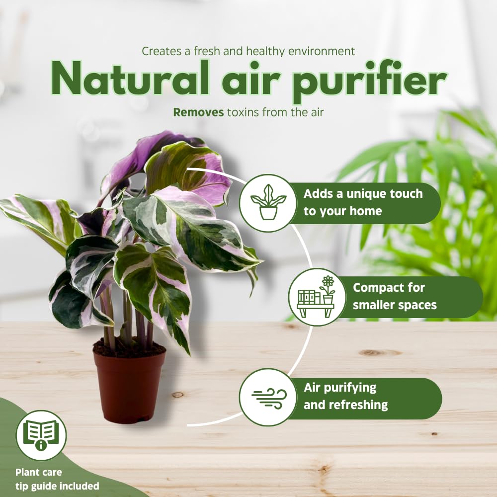 BubbleBlooms Calathea Stella White Fusion Variegated in a 2 inch Pot Tiny Minie Pixie Plant