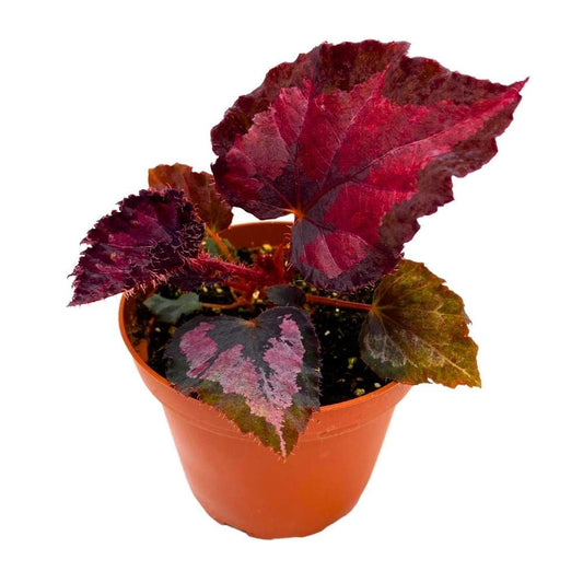 Harmony's Black Beauty Begonia Rex 4 inch Dark Red and Black