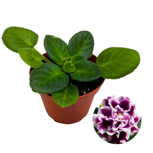 Harmony Foliage African Violet RS Duchess 4 inch Purple White Ruffle Flower