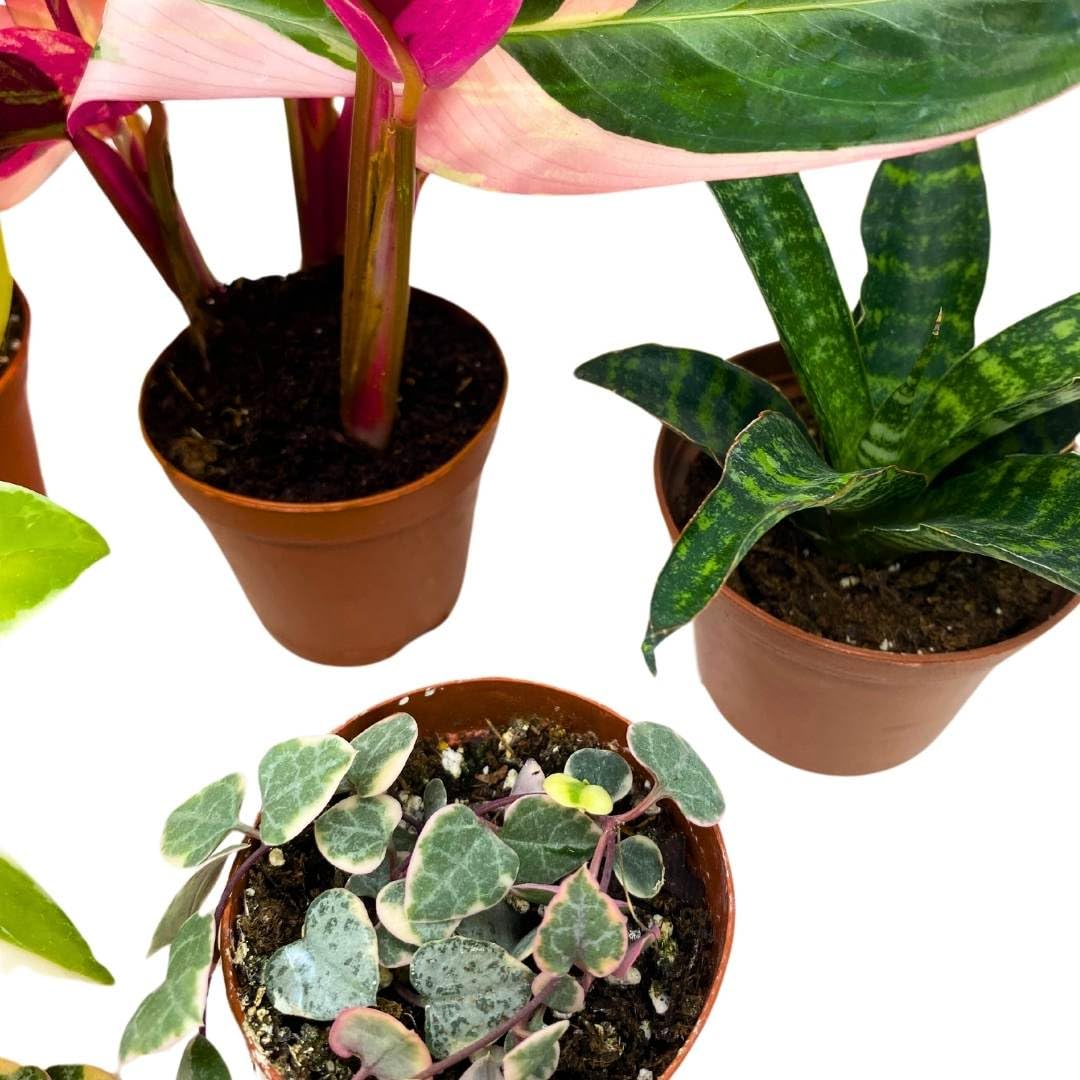 BubbleBlooms Variegated Foliage Assortment Set of 5 in a 2 inch pots