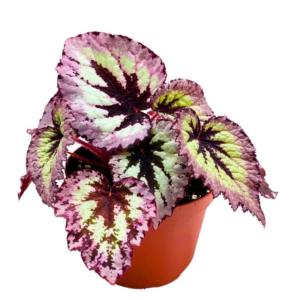 Harmony's Fire Woman Begonia Rex 6 inch Silver with Light Pink Band