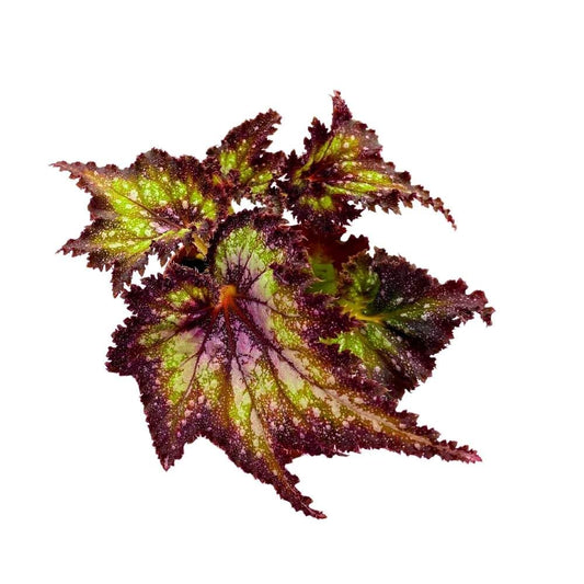 Harmony's Star Dragon Begonia Rex, 4 inch Purple with Green Spotty, Jagged Leaf