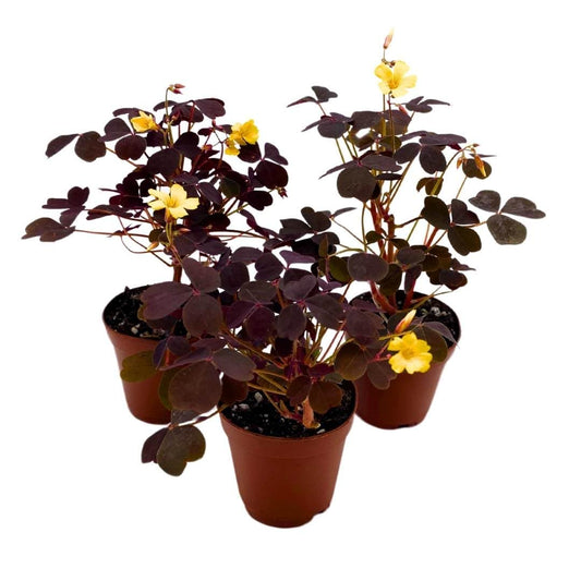 BubbleBlooms Purple Shamrock Oxalis Triangularis Set of 3 in 2 inch pots Tiny Mini Pixie Plant