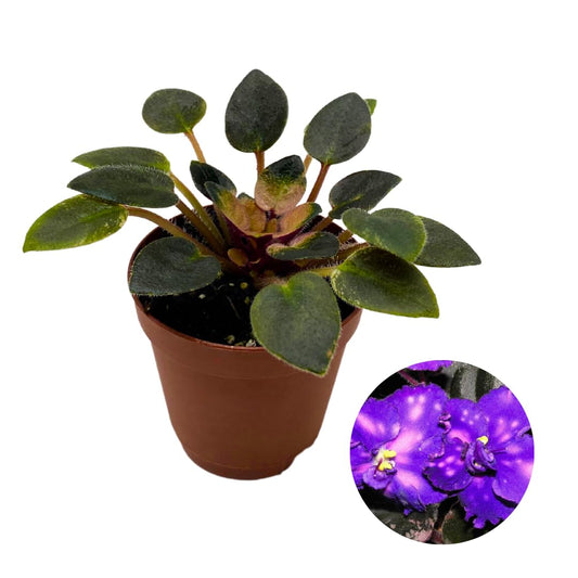 Harmony Foliage Mini African Violet Rob's Halluciantion Variegated, 2 inch Purple Flower