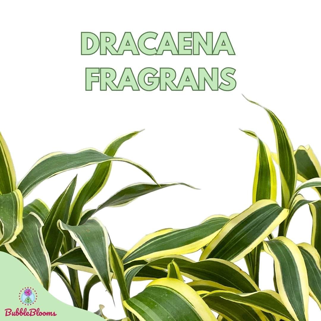 dracaena fragrans variegated BubbleBlooms Variegated Dracaena Fragrans Set of 3 in 2 inch pots Corn – Florida House Plants