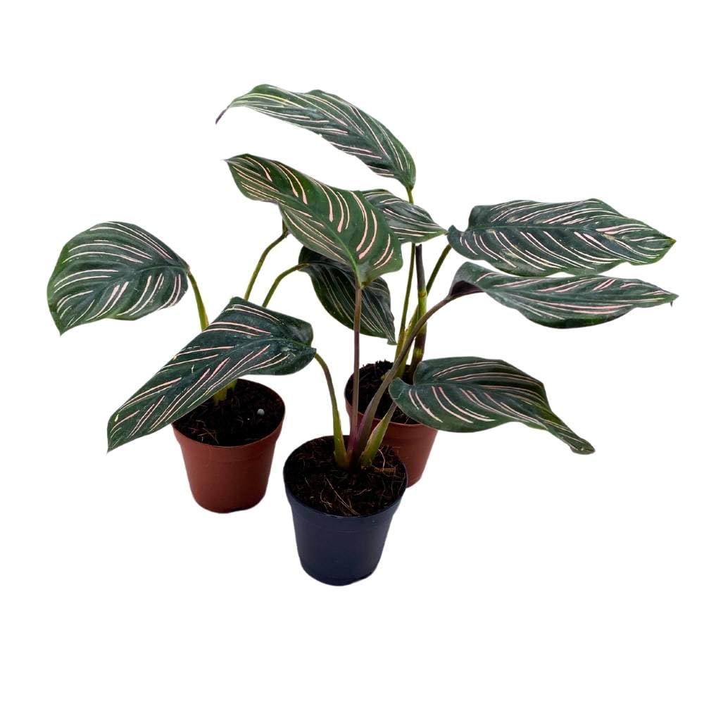 Calathea Ornata Pinstripe 2 inch Set of 3 Prayer Plant Tiny Mini Pixie Plants