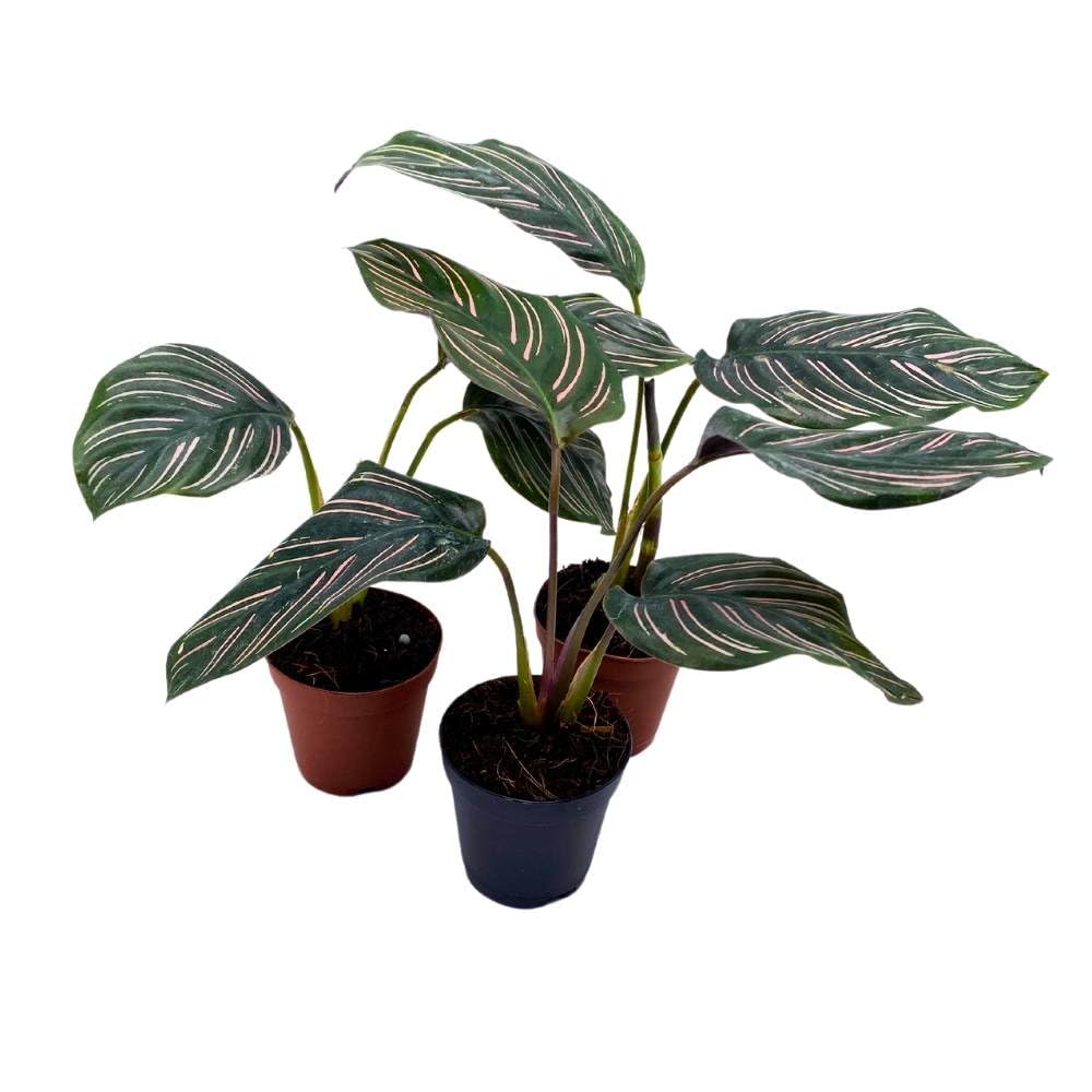 BubbleBlooms Calathea Ornata Pinstripe 2 inch Set of 3 Prayer Plant Tiny Mini Pixie Plants