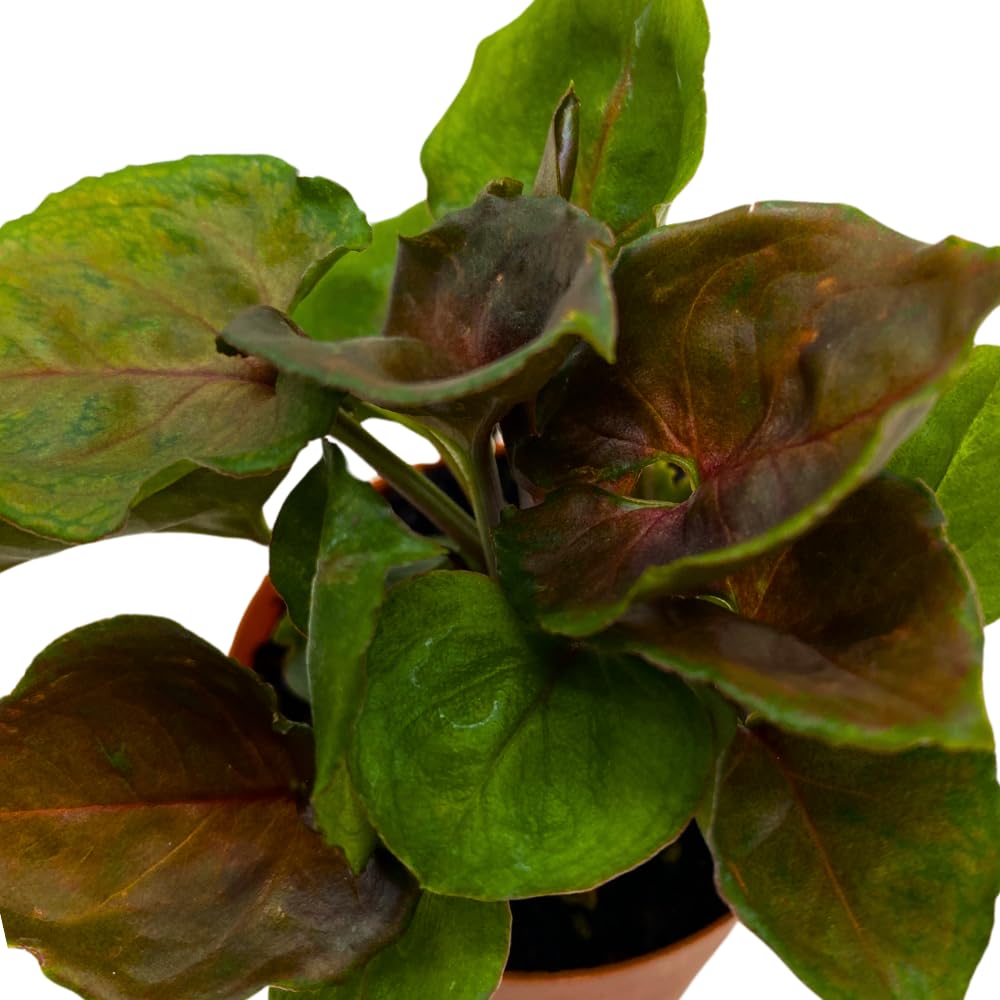 BubbleBlooms Syngonium Red Allusion in a 2 inch Pot Tiny Mini Pixie Plant