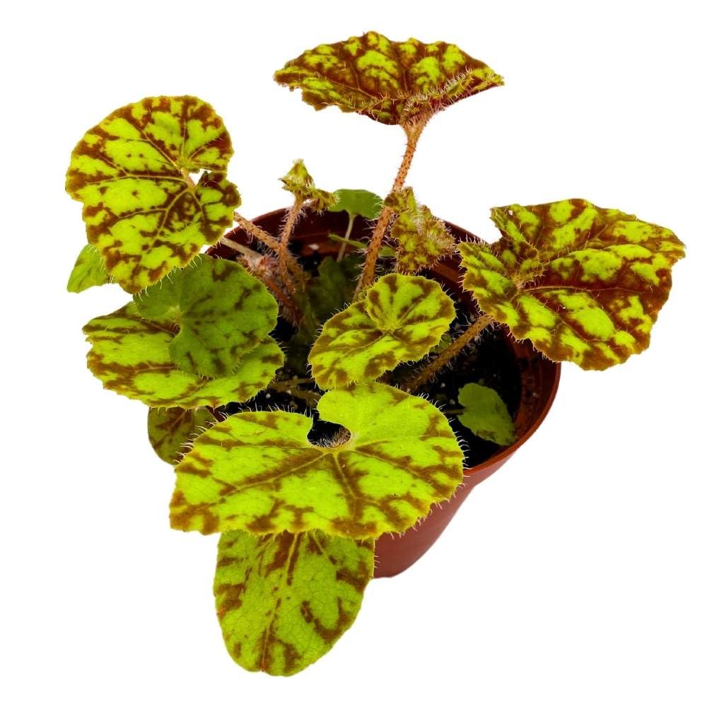 Harmony's Cowardly Lion 4 inch Rhizomatous Begonia Rhizo Yellow Red