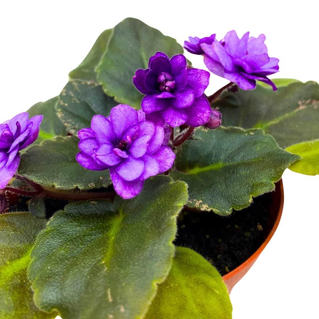 Harmony Foliage African Violet Fisherman's Paradise 4 inch Gesneriad