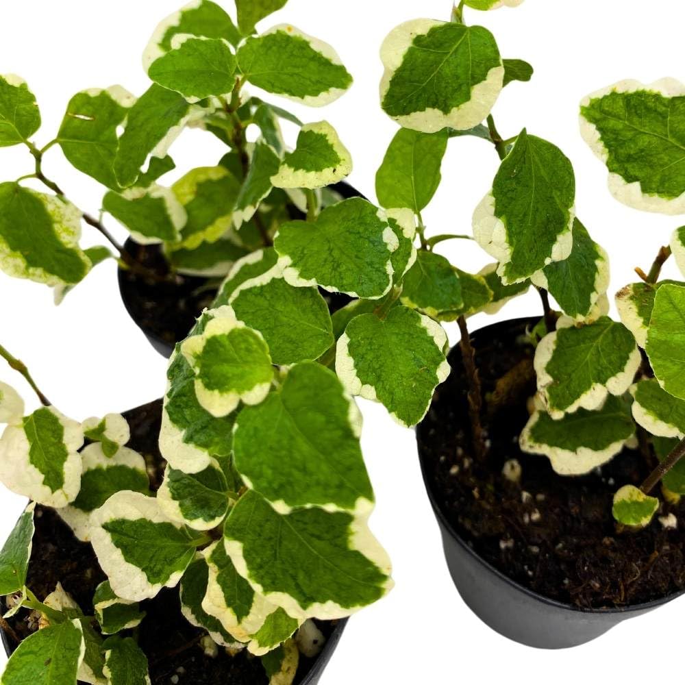 Ficus Pumlia 2 inch Set of 3 Variegated Creeping Fig Tiny Mini Pixie Plants