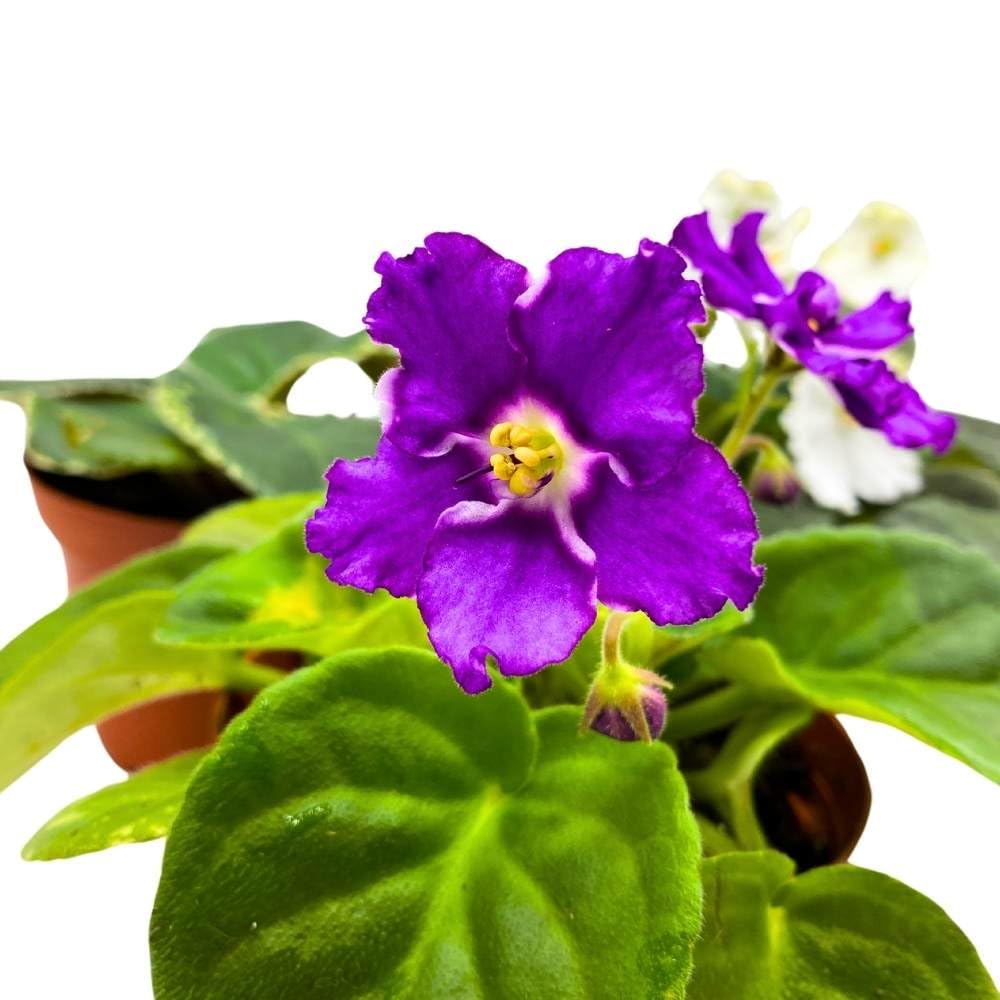 Harmony Foliage Harmony's African Violet Assortment, 4 inch Set of 5, Rare Saintpaulia Violets Gesneriads