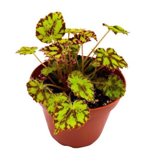 Harmony's Tiger Kitten 4 inch Rhizomatous Begonia Rhizo Yellow Red Mini Leaves