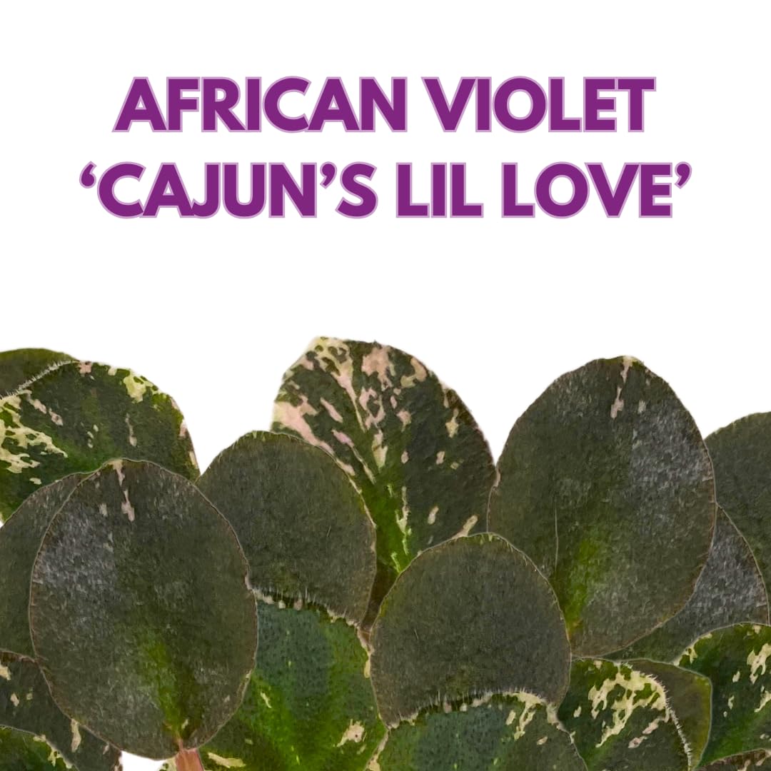 Harmony Foliage Mini African Violet Cajun's Lil Love Variegated 2 inch Pink Purple Flower