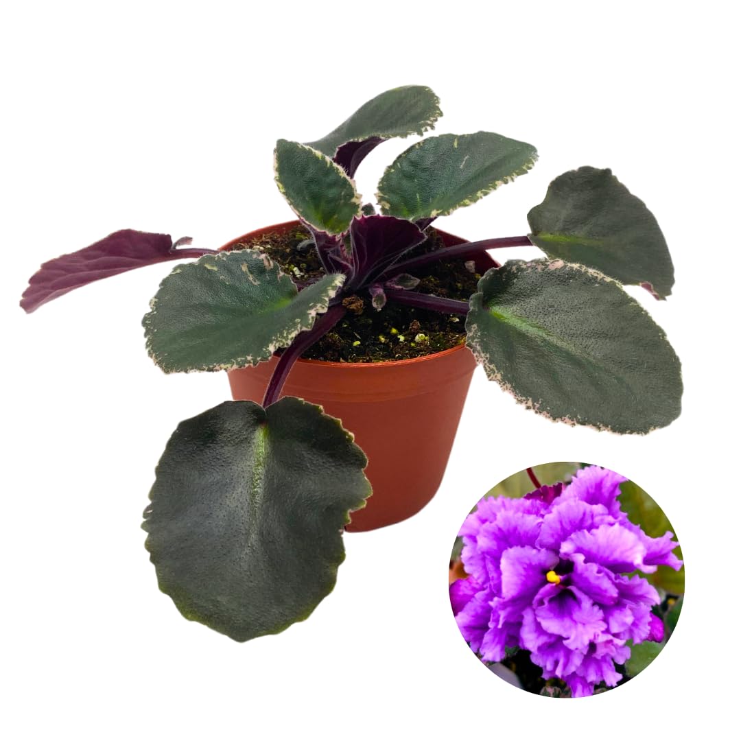 Harmony Foliage African Violet Wrangler's Winter Hawk Variegated 4 inch Purple Flower