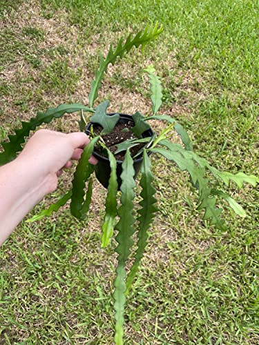 BubbleBlooms Disocactus Anguloger, Selenicereus Anthonynaus, RIC Rac Zip Zag Fishbone Cactus, in a 4 inch Pot