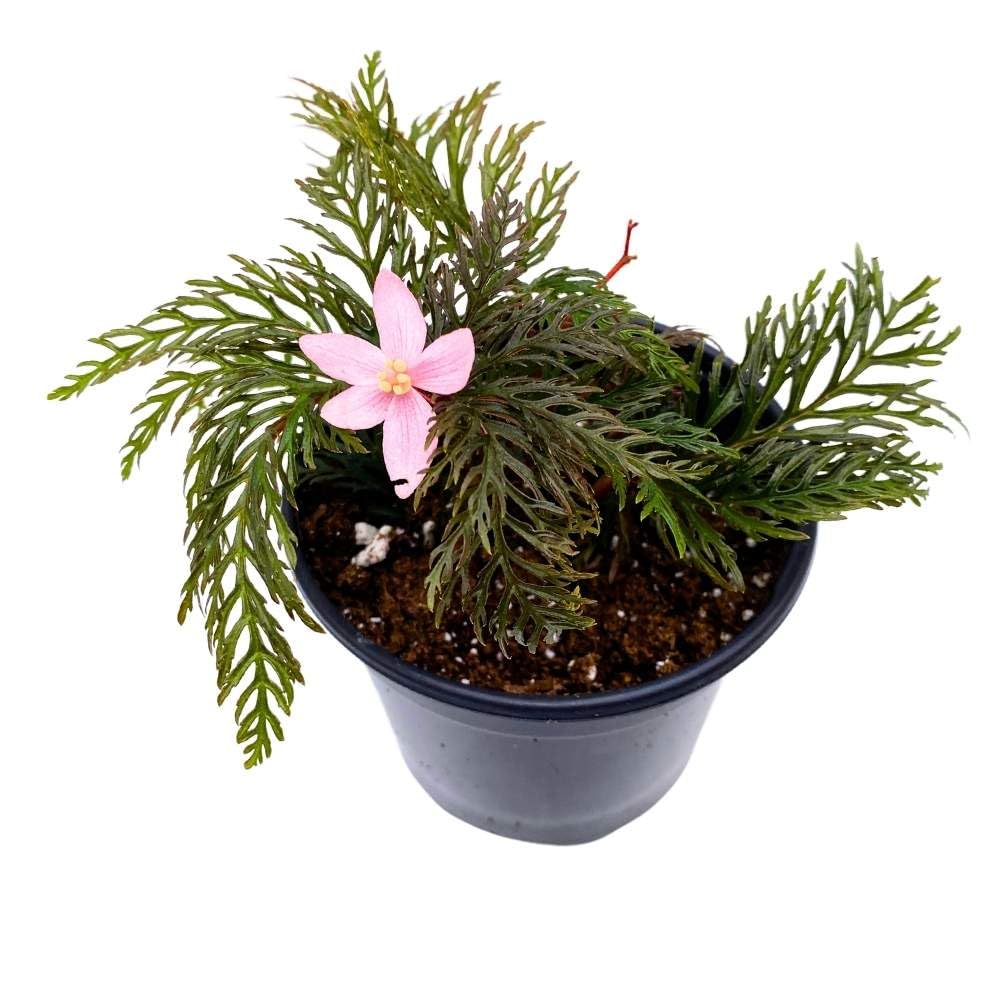 Begonia bipinnatifida, 4 inch Fern Leaf Begonia Pink Flower