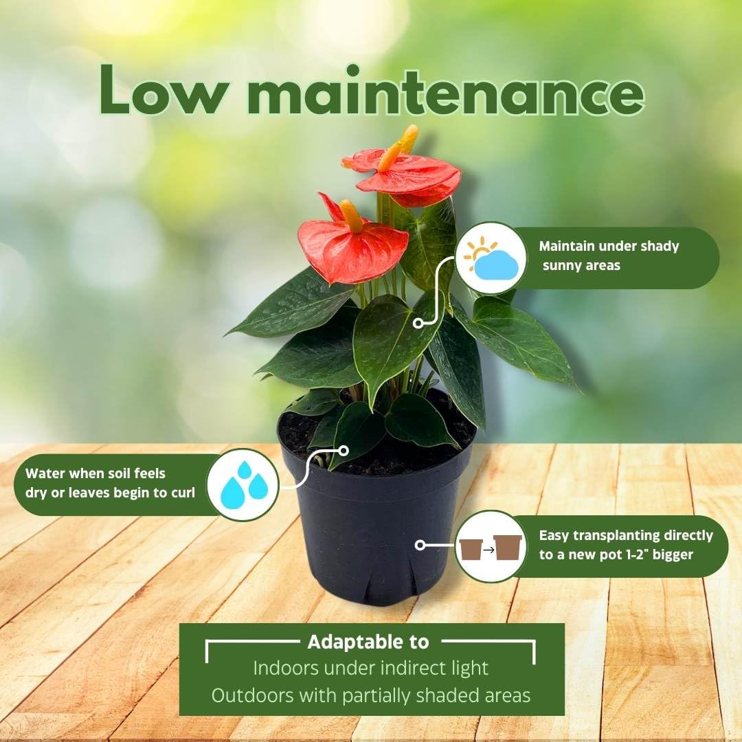 BubbleBlooms Anthurium Coral, Orange - ish in a 4 inch Pot Heart Shaped Leaf