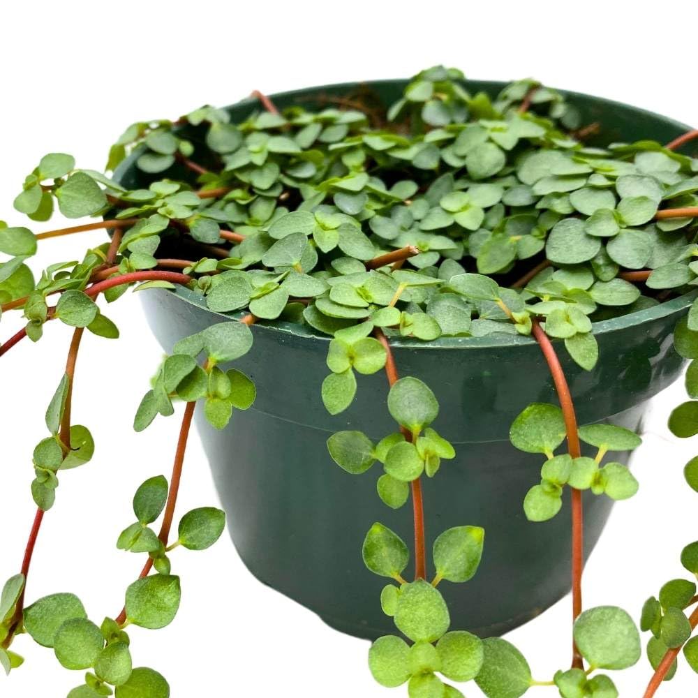 BubbleBlooms Pilea depressa Baby Tears in a 4 inch Pot