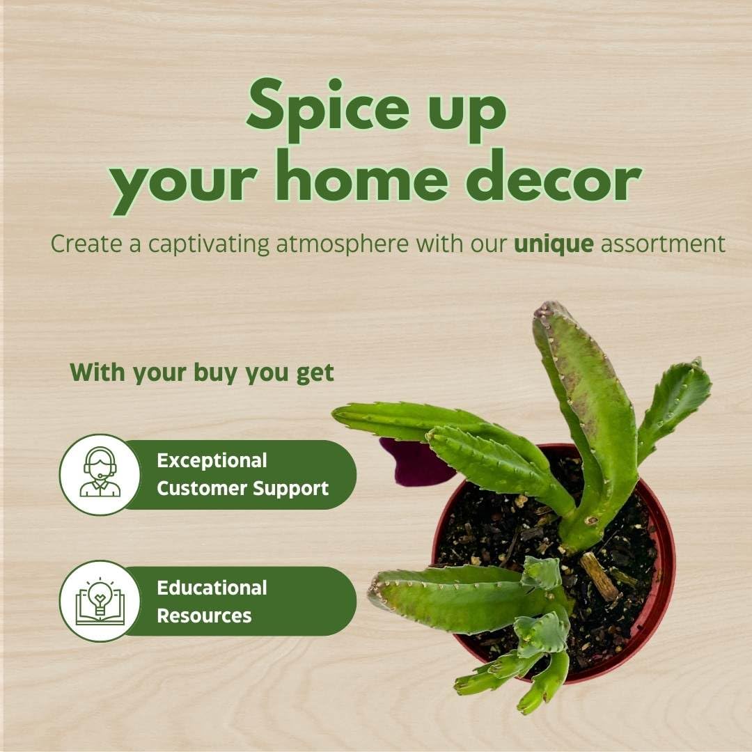 BubbleBlooms Stapelia leendertziae Black Bell Huernia in a 4 inch Pot Carrion Flower Maroon Cup Starfish