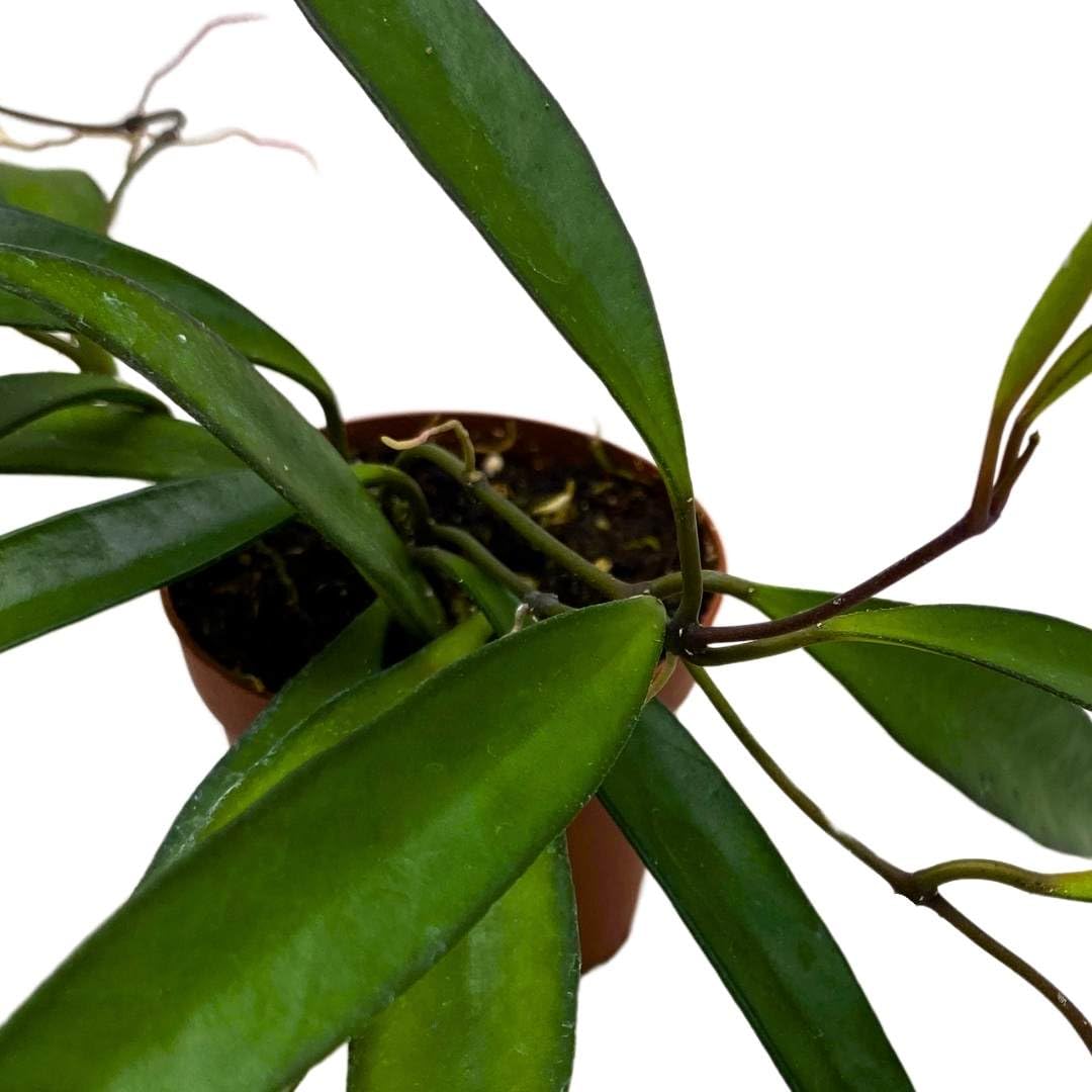 BubbleBlooms Hoya Wayetii 2 inch